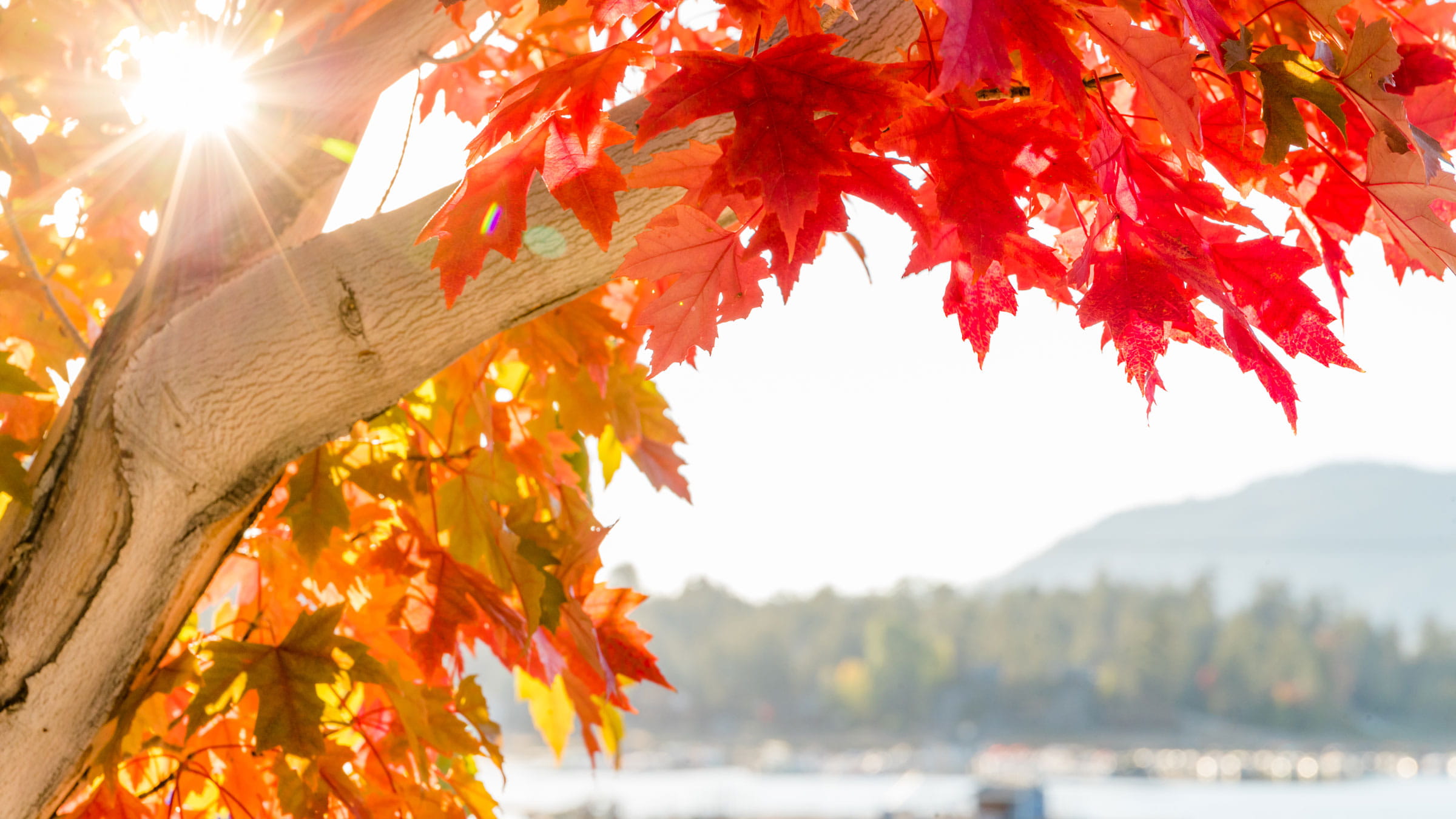 Tree with red and amber leaves with shot of the lake in the background